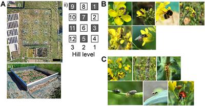 Evolution of Floral Fragrance Is Compromised by Herbivory